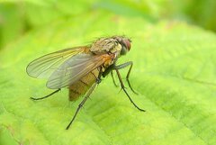 Hydrophoria lancifer