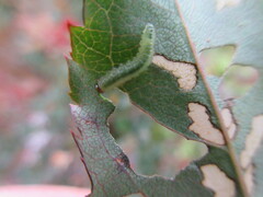 Cladius pectinicornis