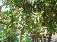 Bonellia macrocarpa macrocarpa