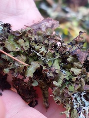 Tuckermanopsis orbata