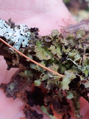 Tuckermanopsis orbata