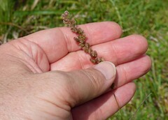 Chascolytrum subaristatum