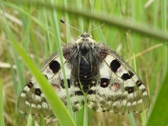 Parnassius nomion