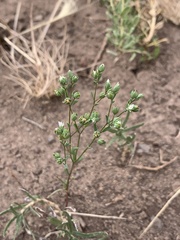 Hesperolinon micranthum