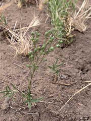 Hesperolinon micranthum