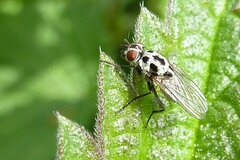 Anthomyia pluvialis