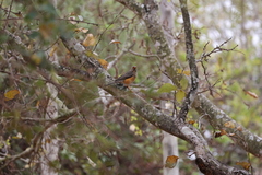 Turdus libonyana