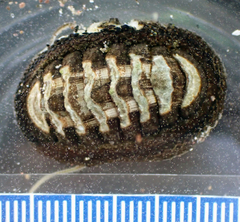 Chiton granosus