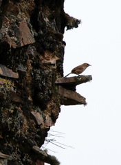 Phacellodomus striaticeps