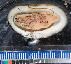 Chiton granosus