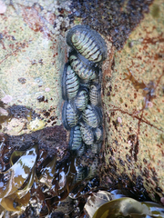 Chiton granosus