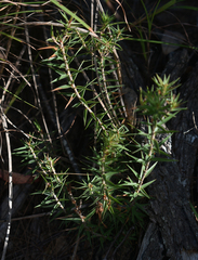 Melichrus urceolatus