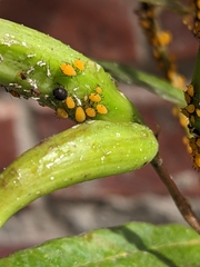 Lysiphlebus testaceipes