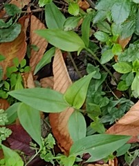 Tradescantia fluminensis