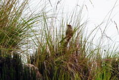 Asthenes maculicauda