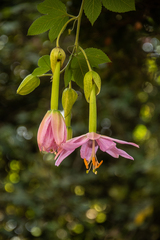 Passiflora tarminiana