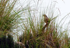 Asthenes maculicauda