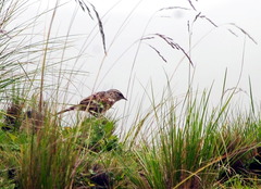 Asthenes maculicauda