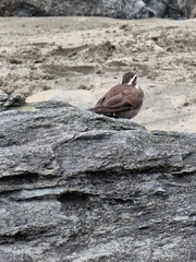 Cinclodes patagonicus