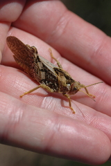 Prionotropis flexuosa