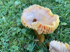 Hygrocybe quieta