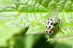 Anthomyia pluvialis