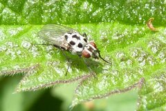 Anthomyia pluvialis