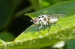 Anthomyia pluvialis