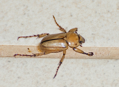 Cyclocephala lurida