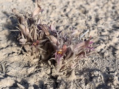 Aphyllon corymbosum