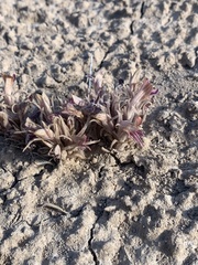 Aphyllon corymbosum