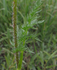 Chaerophyllum prescottii