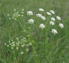Chaerophyllum prescottii