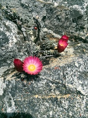 Syncarpha canescens tricolor