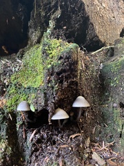Mycena maculata