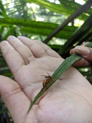 Ophiocordyceps