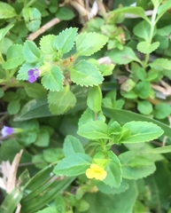 Stemodia durantifolia