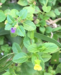 Stemodia durantifolia