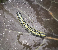 Pieris brassicae