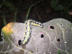 Pieris brassicae