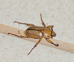 Cyclocephala lurida
