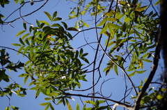 Carya aquatica