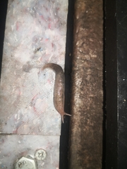 Limacoidea