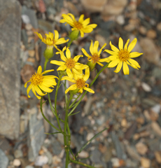 Senecio flaccidus monoensis