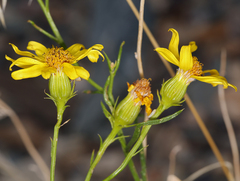 Senecio flaccidus monoensis