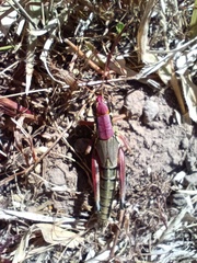 Phoetaliotes nebrascensis