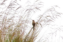 Asthenes maculicauda