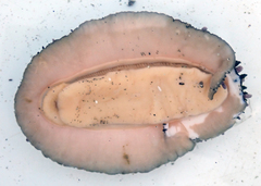 Acanthopleura echinata