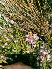 Erica articularis