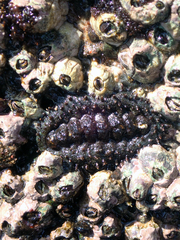 Acanthopleura echinata